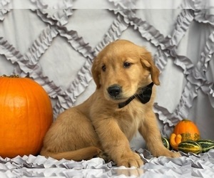 Golden Retriever Puppy for sale in LANCASTER, PA, USA