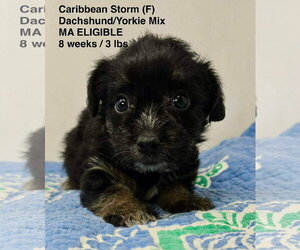 Dachshund-Unknown Mix Dogs for adoption in pomfret, CT, USA