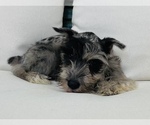 Small Photo #4 Schnauzer (Miniature) Puppy For Sale in CINCINNATI, OH, USA