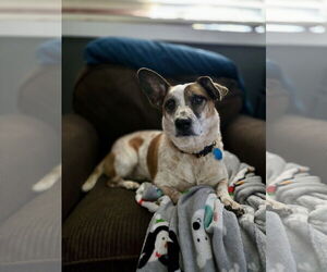 Cojack Dogs for adoption in Denver , CO, USA
