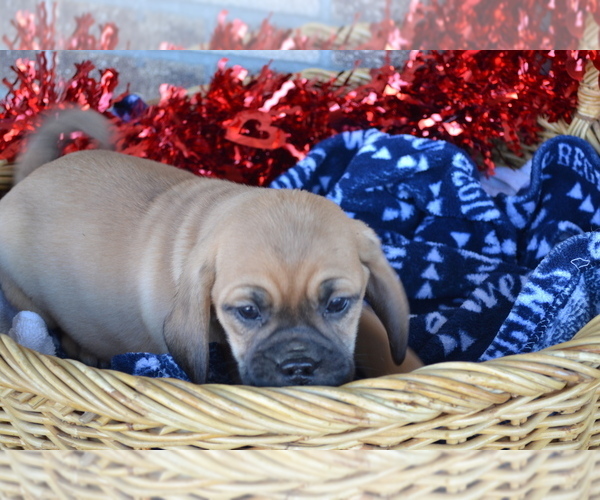 Medium Photo #15 Jug Puppy For Sale in GREENWOOD, WI, USA