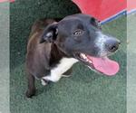 Small #2 Collie-Labrador Retriever Mix