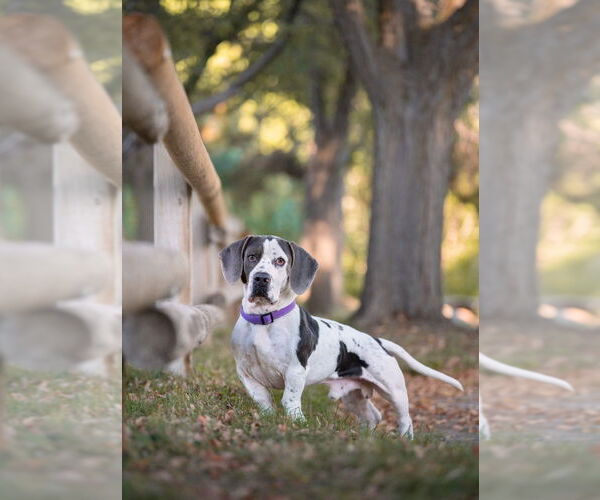 Medium Photo #3 American Pit Bull Terrier-Basset Hound Mix Puppy For Sale in Salt Lake City, UT, USA