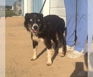Tilly - Female Border-Aussie Dog for Adoption - Photo #3