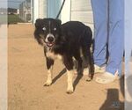 Small Photo #3 Border-Aussie Puppy For Sale in Washington, DC, USA