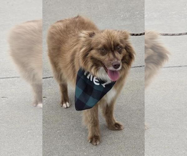 Medium Photo #2 Australian Shepherd Puppy For Sale in Overland Park, KS, USA