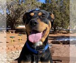 Small Photo #12 Rottweiler-Unknown Mix Puppy For Sale in Kanab, UT, USA