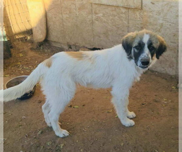 Medium Photo #3 Anatolian Shepherd-Great Pyrenees Mix Puppy For Sale in Grafton, WI, USA