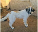 Small #2 Anatolian Shepherd-Great Pyrenees Mix