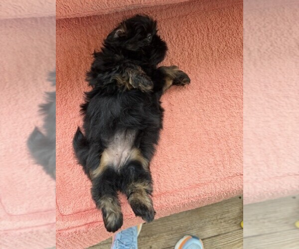 Medium Photo #3 Shih Tzu Puppy For Sale in S ZANESVILLE, OH, USA