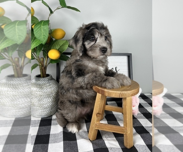 Medium Photo #5 Bernedoodle (Miniature) Puppy For Sale in FRANKLIN, IN, USA