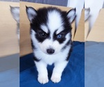 Small Photo #17 Pomsky Puppy For Sale in PUNTA GORDA, FL, USA