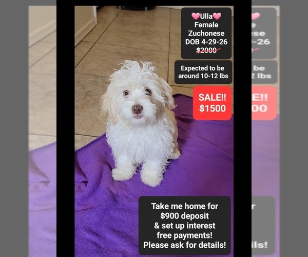 Medium Photo #1 Havanese-Zuchon Mix Puppy For Sale in TUCSON, AZ, USA