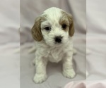 Small #4 Cavapoo