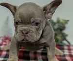 Small #3 French Bulldog