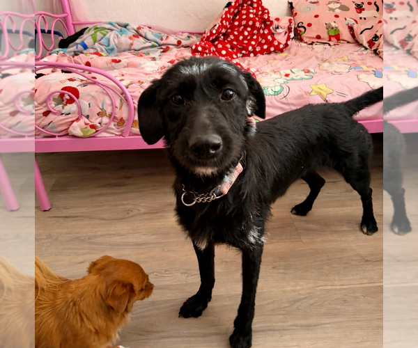 Medium Photo #2 Mutt Puppy For Sale in Valrico, FL, USA