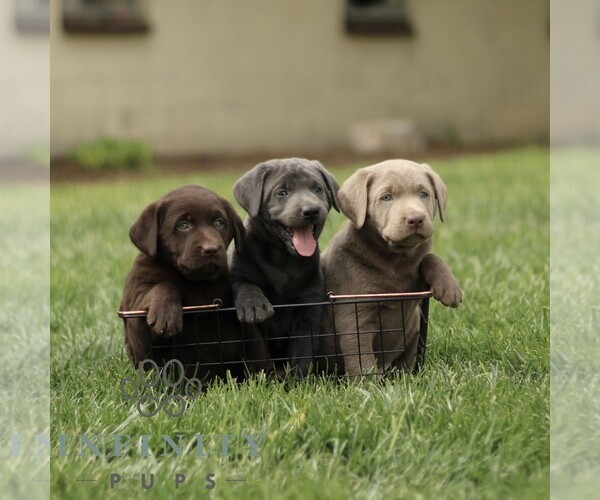 Medium Photo #2 Labrador Retriever Puppy For Sale in COATESVILLE, PA, USA