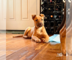 Small #8 Mutt