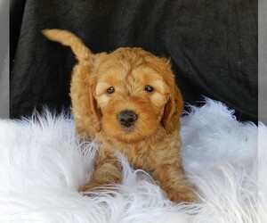 Goldendoodle Puppy for sale in FREDERICKSBURG, OH, USA