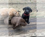 Small #3 Labrador Retriever