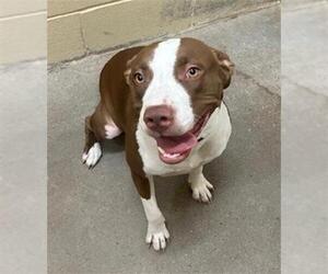 American Staffordshire Terrier Dogs for adoption in Waco, TX, USA