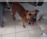 Small #1 Mutt