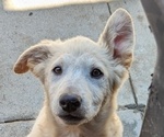 Puppy 2 German Shepherd Dog-Siberian Husky Mix