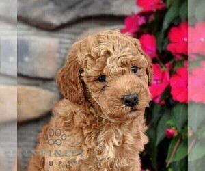 Miniature Labradoodle Puppy for sale in MILL HALL, PA, USA