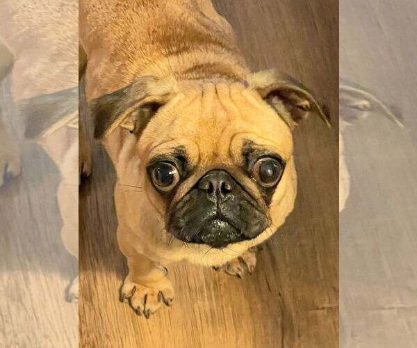 Medium Photo #2 Pug Puppy For Sale in Elizabeth City, NC, USA