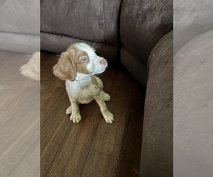Brittany Puppy for sale in ROCHESTER, NY, USA