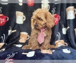 Small #7 Cavapoo