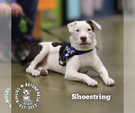 Small #9 Staffordshire Bull Terrier Mix