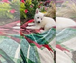 Small #2 German Shepherd Dog