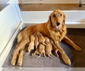Golden Retriever Litter for sale in BUFFALO, MO, USA