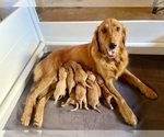 Small Golden Retriever