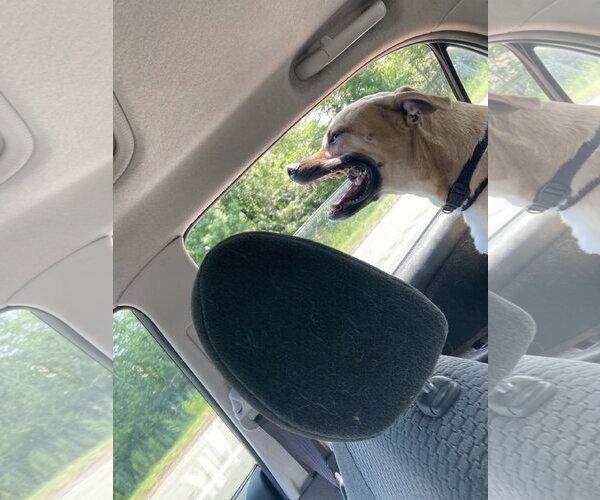 Medium Photo #8 Black Mouth Cur-Unknown Mix Puppy For Sale in Rockaway, NJ, USA