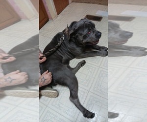 Cane Corso Puppy for sale in MOUNDS, OK, USA