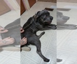 Small Photo #1 Cane Corso Puppy For Sale in MOUNDS, OK, USA