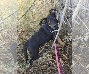 German Shepherd Dog-Unknown Mix Dogs for adoption in Monte Vista, CO, USA