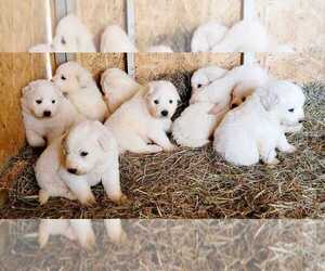 Great Pyrenees Puppy for Sale in MARTIN, Georgia USA