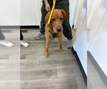 Small Labrador Retriever