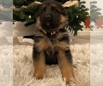 Small #7 German Shepherd Dog