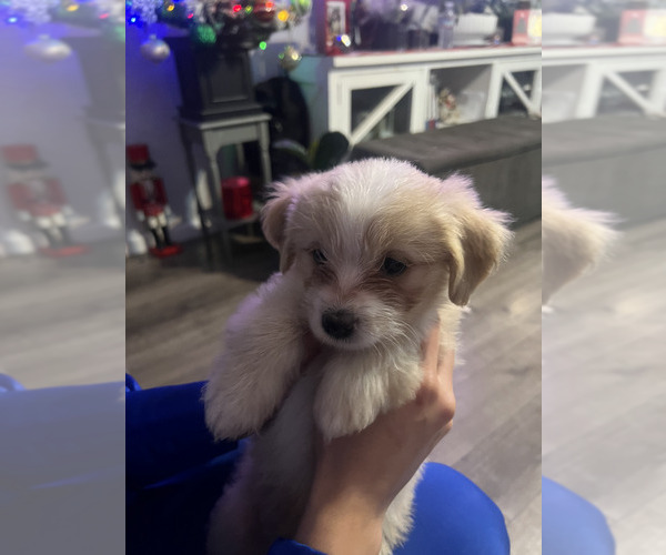 Medium Photo #5 Maltese-Unknown Mix Puppy For Sale in SAN LEANDRO, CA, USA