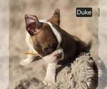 Small #1 Boston Terrier