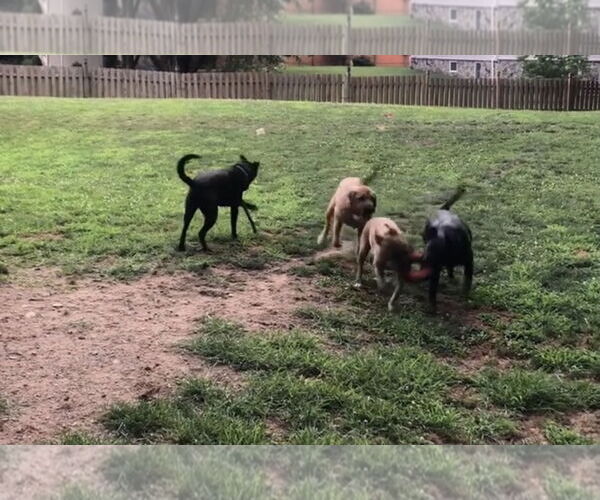 Medium Photo #16 Mastador Puppy For Sale in Chester, NJ, USA