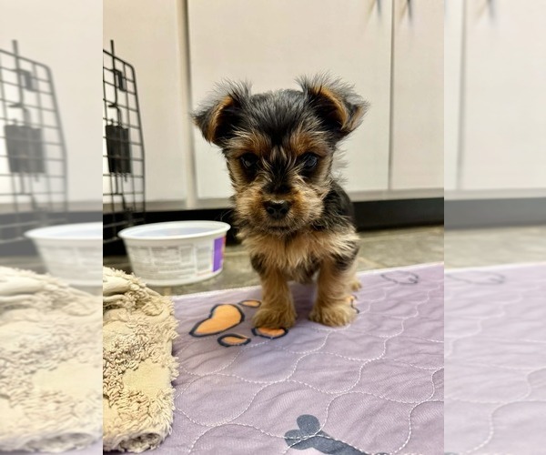 Medium Photo #1 Yorkshire Terrier Puppy For Sale in BANKS, AL, USA
