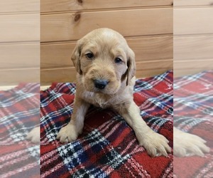 Labradoodle Puppy for sale in WILLIAMSTOWN, KY, USA
