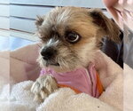 Small #8 Shih Tzu Mix