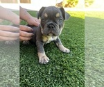 Puppy Bandit French Bulldog