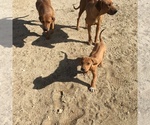 Small Photo #135 Rhodesian Ridgeback Puppy For Sale in MORONGO VALLEY, CA, USA